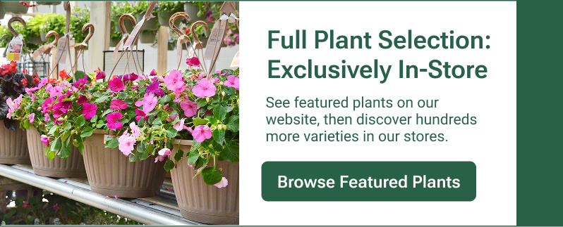 Our full plant and flower selection is available exclusively in-stores.