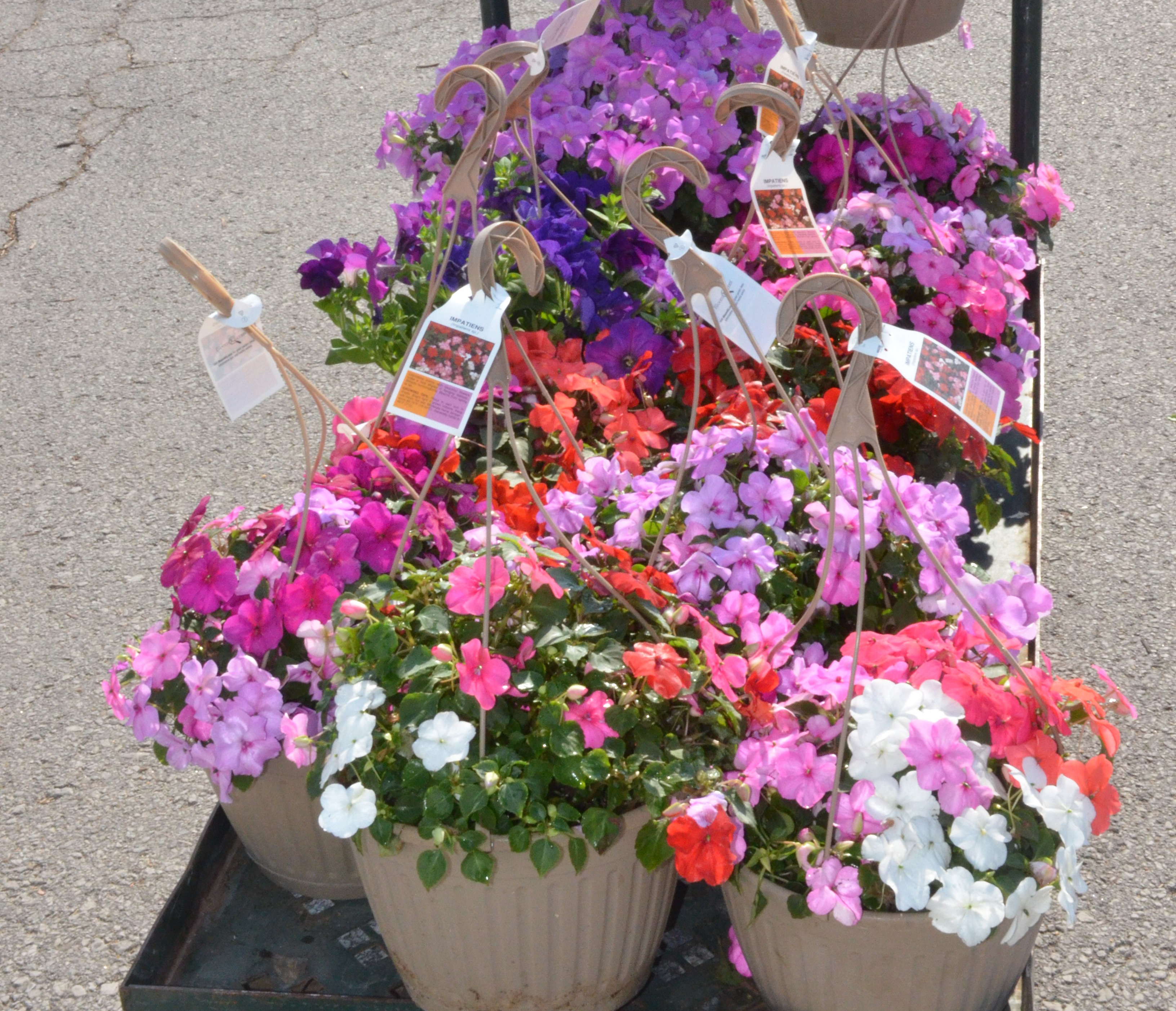 A cart full of vibrant pink, purple, coral, and white flower hanging baskets.