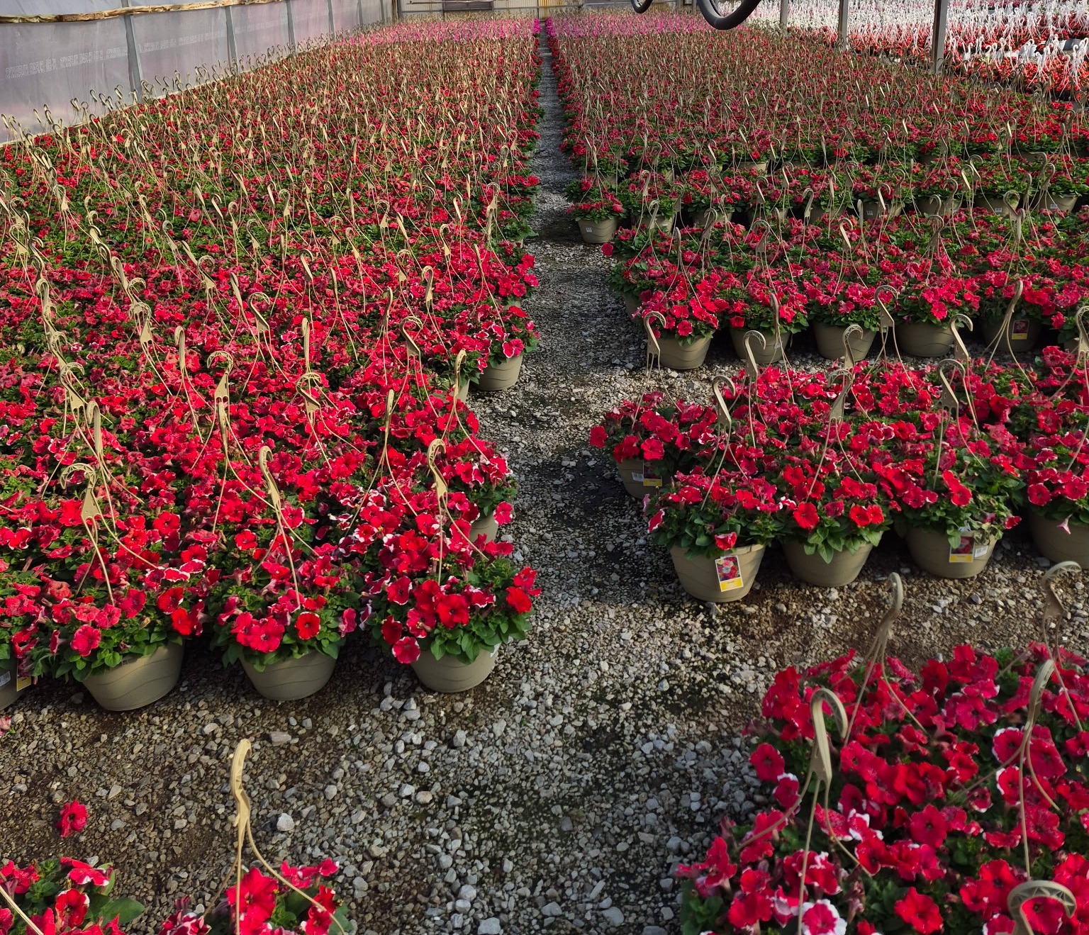 Red flower hanging baskets in bulk.