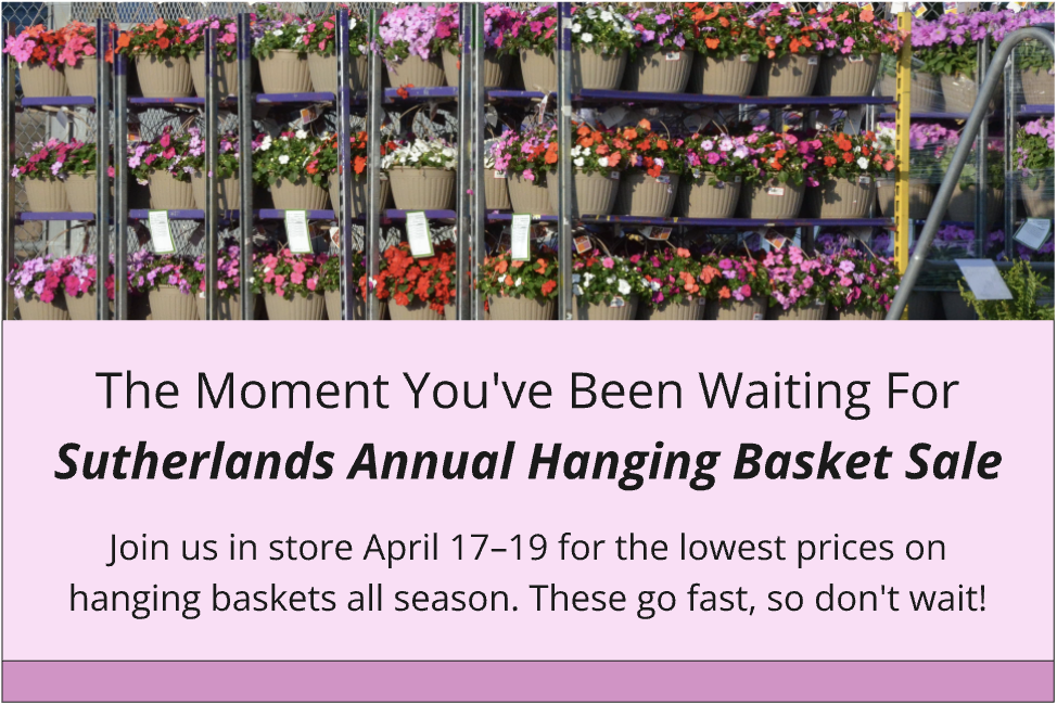 Sutherlands annual hanging basket sale is here! Shop in store April 17-19 for the lowest price of season. Shop the sale April 17, 18, and 19.