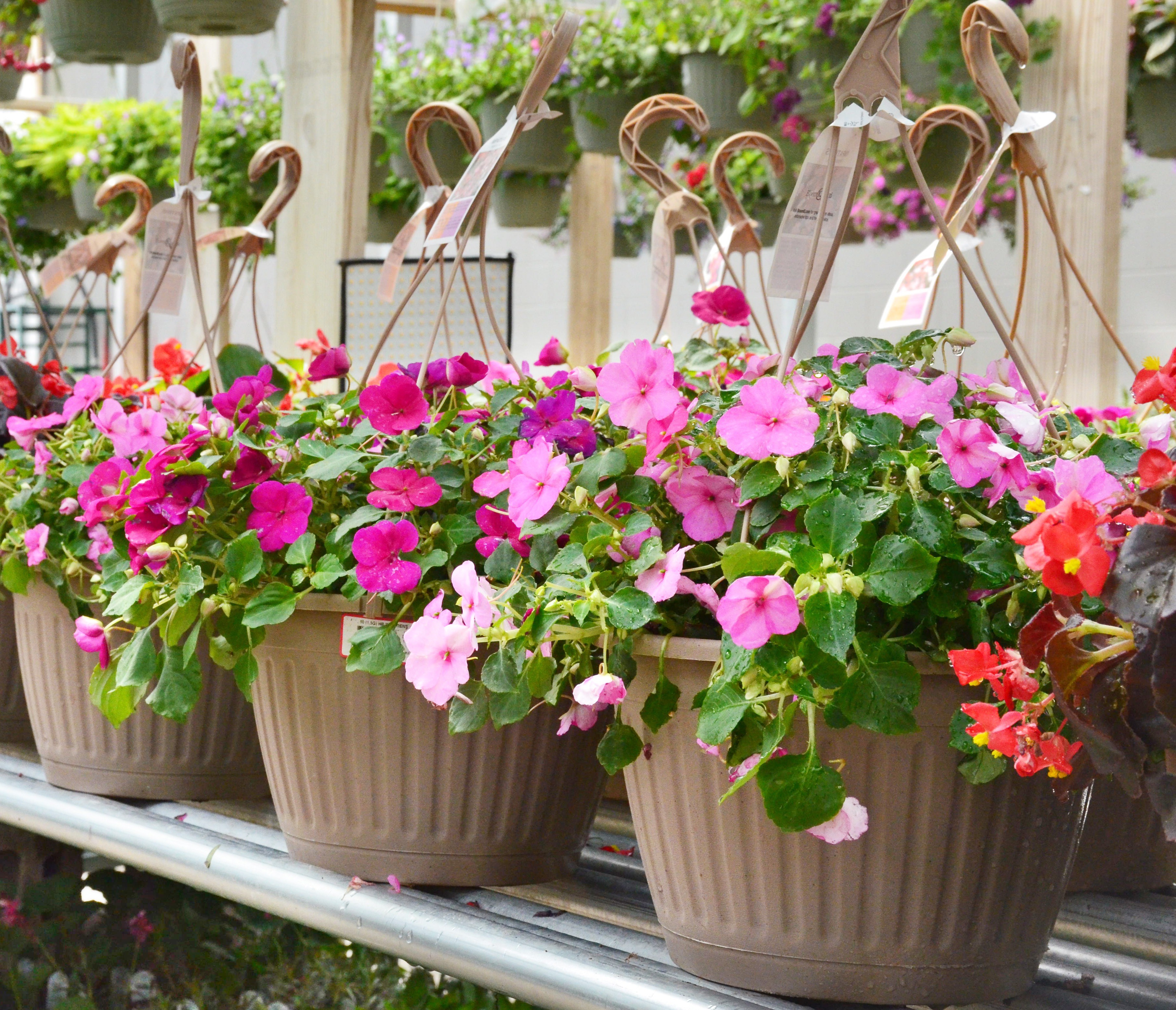 Light pink and hot pink flowers in hanging baskets.