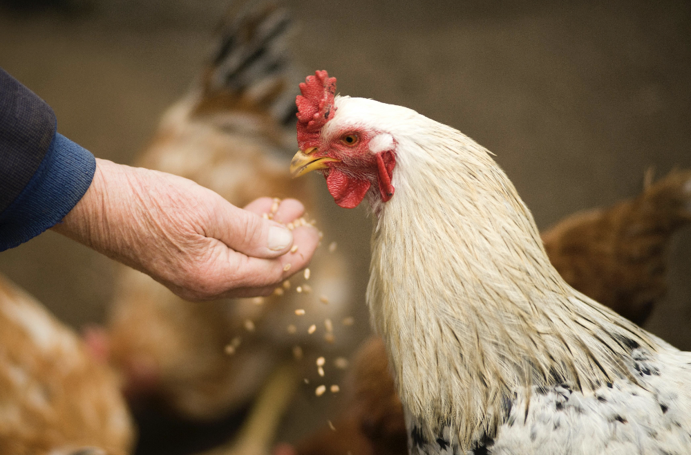 Someone feeding a chicken.