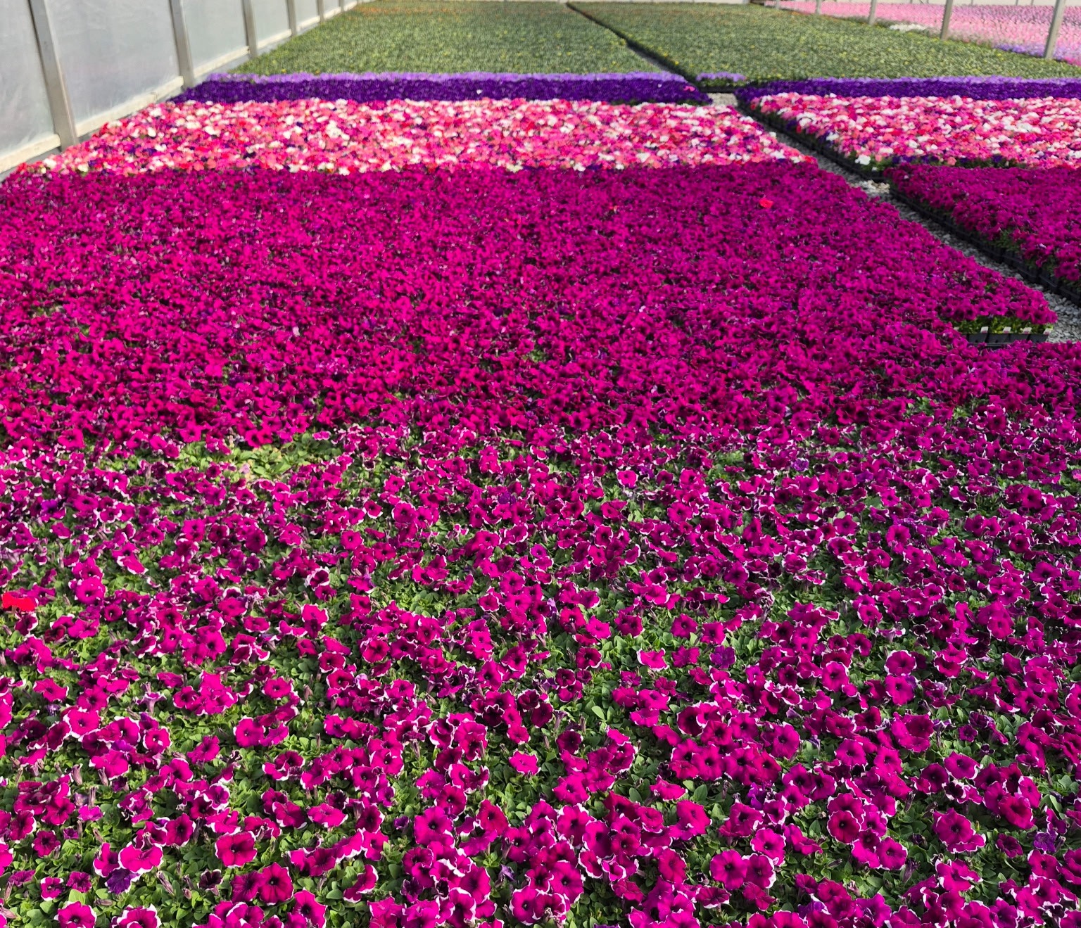 Hundreds of pink and purple flower hanging baskets.
