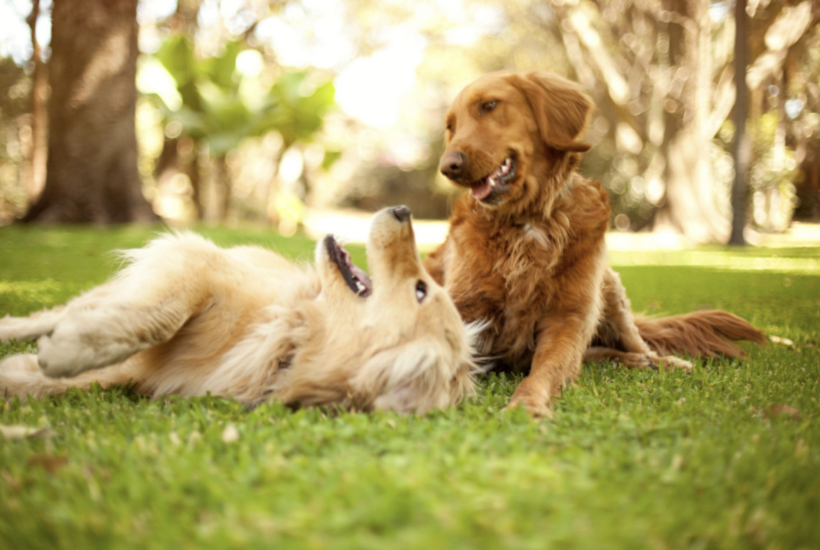 Two golden retrievers playing in the yard together.