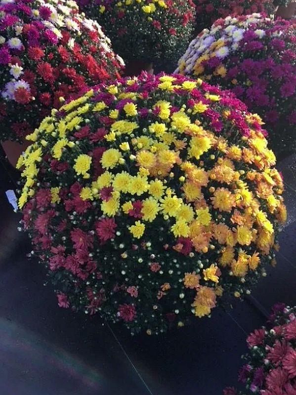 Bert R Hybels 10 in 10Inch MultiColored Mum at Sutherlands