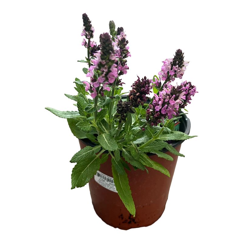 Bert R Hybels #1 POT Perennial #1 #8282394 at Sutherlands