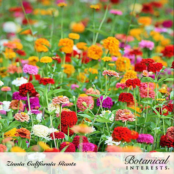 Botanical Interests® 7503 California Giants Blend Zinnia #3375466
