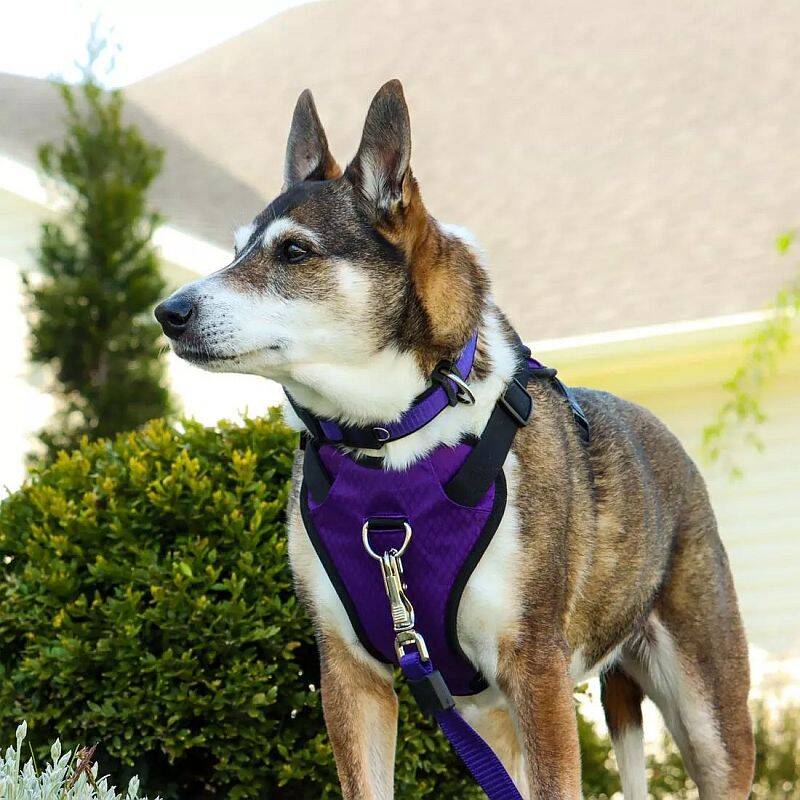 Coastal Pet Products 15489 IGYMED 5/8 X 20 X 30Inch Medium Grey