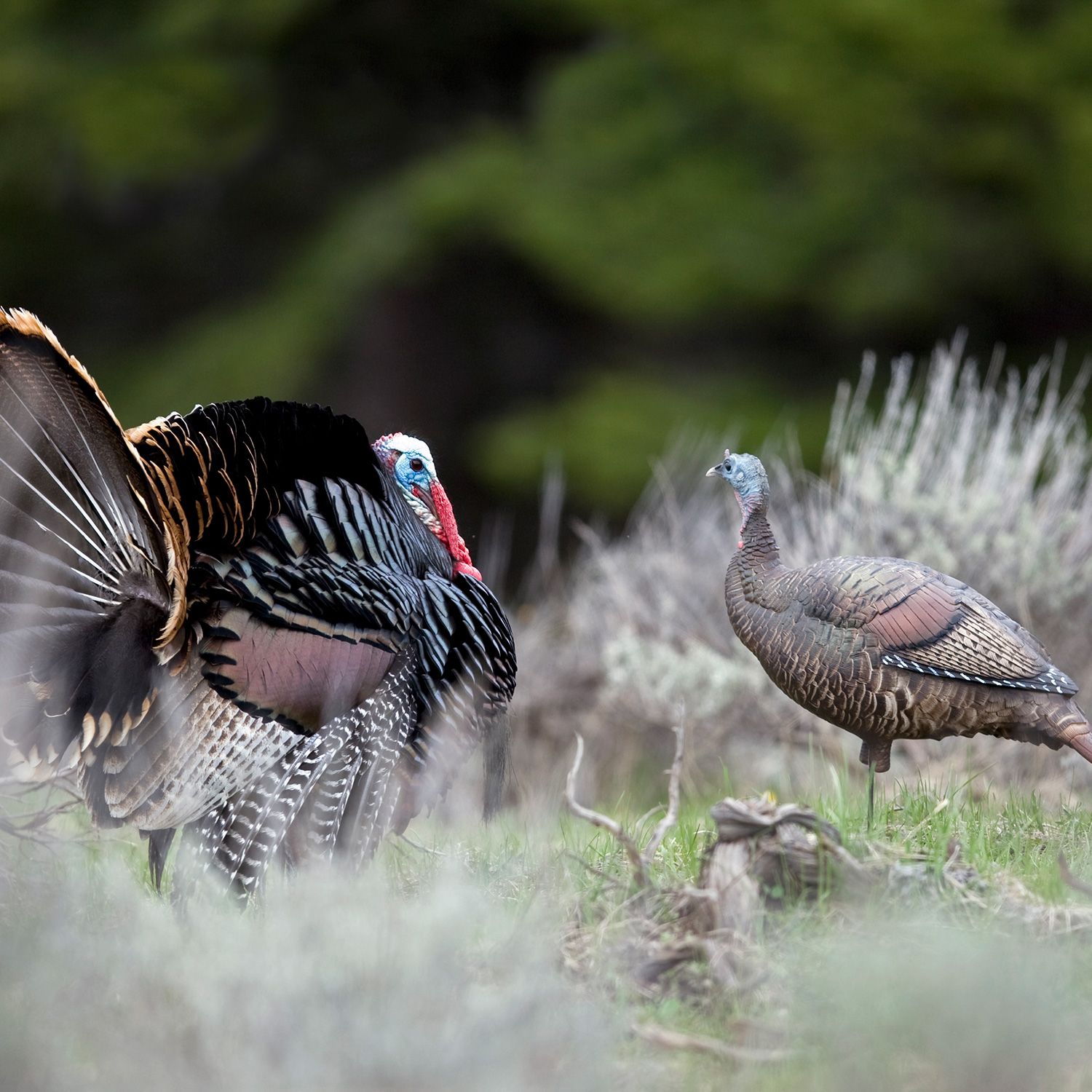 Dave Smith Decoys UPH Upright Hen Decoy at Sutherlands