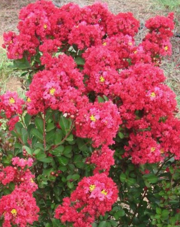Greenleaf Nursery Company 006112.031.1 Enduring Summ Red Crapemyrtle at Sutherlands
