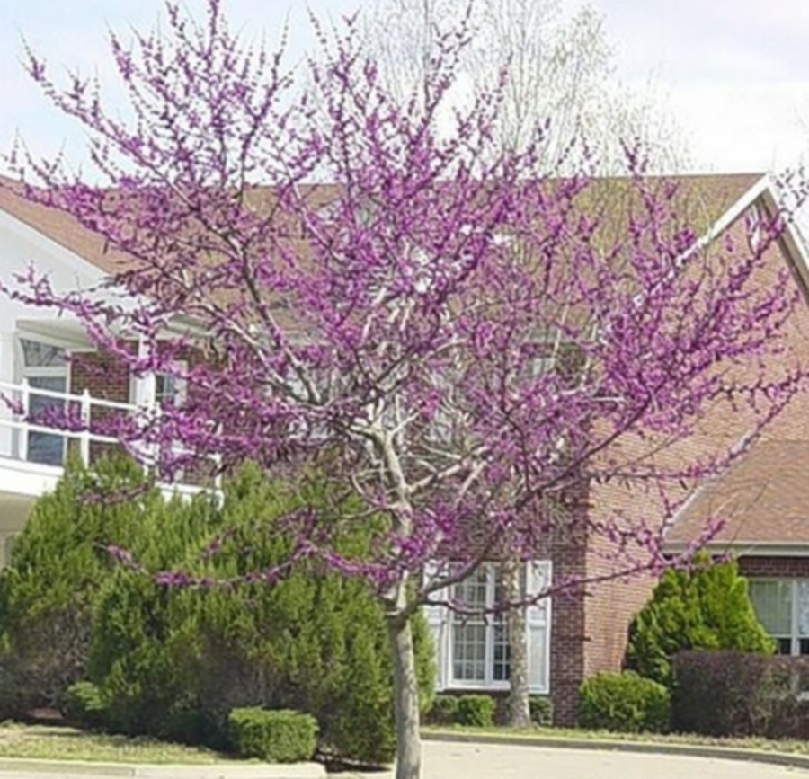 Greenleaf Nursery Company 008210.050.1 Oklahoma Redbud at Sutherlands
