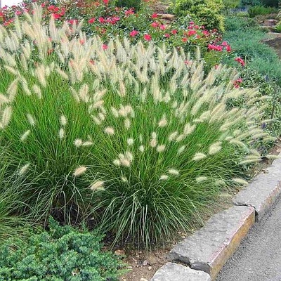 dwarf fountain grass