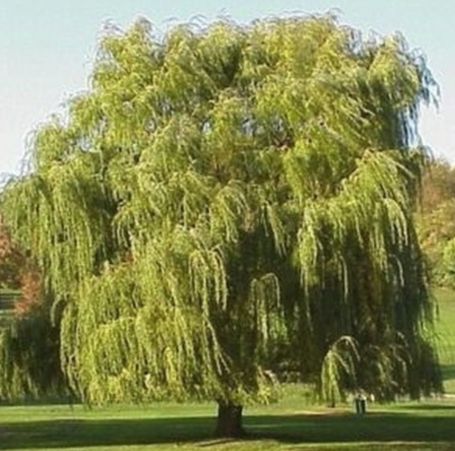 Greenleaf Nursery Company 008850.050.1 Golden Weeping Willow at Sutherlands