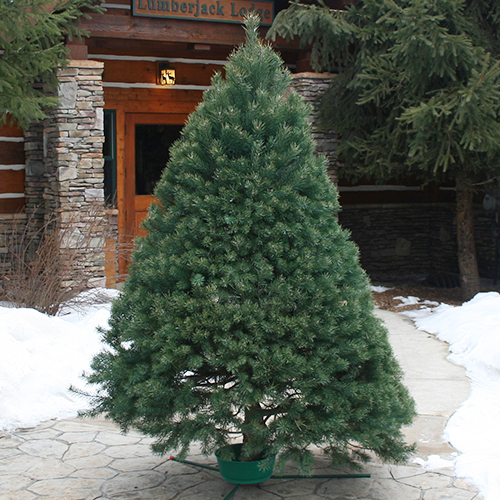 Dutchman Tree SP 5Foot To 8Foot Scotch Pine Live Christmas Tree at