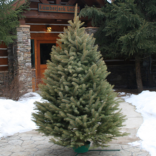 balsam fir christmas tree