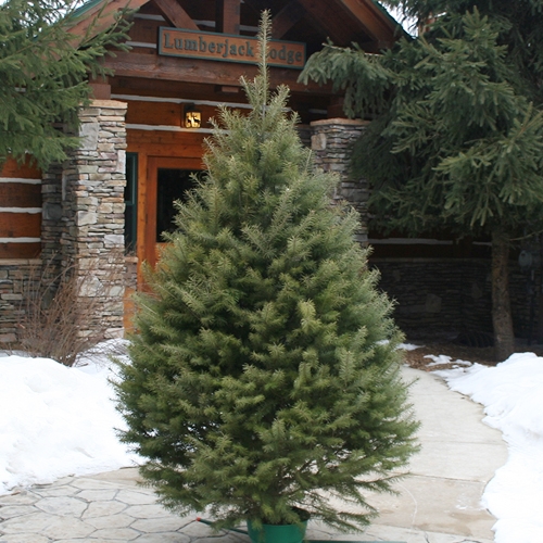 douglas fir christmas tree