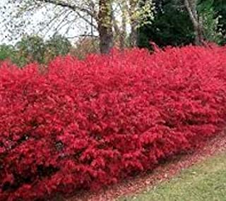 Kraemers Nursery 40501 Burning Bush Dwarf at Sutherlands