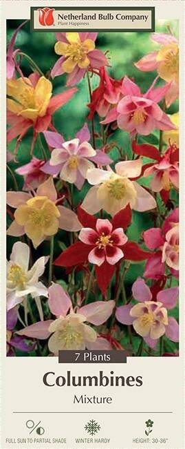 Netherland Bulb Company Columbine McKana Hybrids