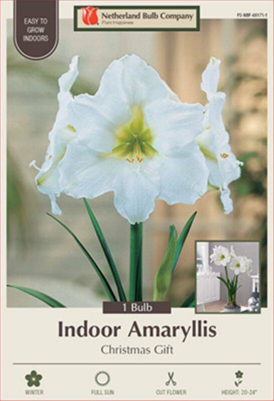 Netherland Bulb Company 1232105670 Christmas Gift Amaryllis at