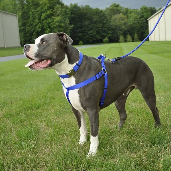 comfort wrap harness