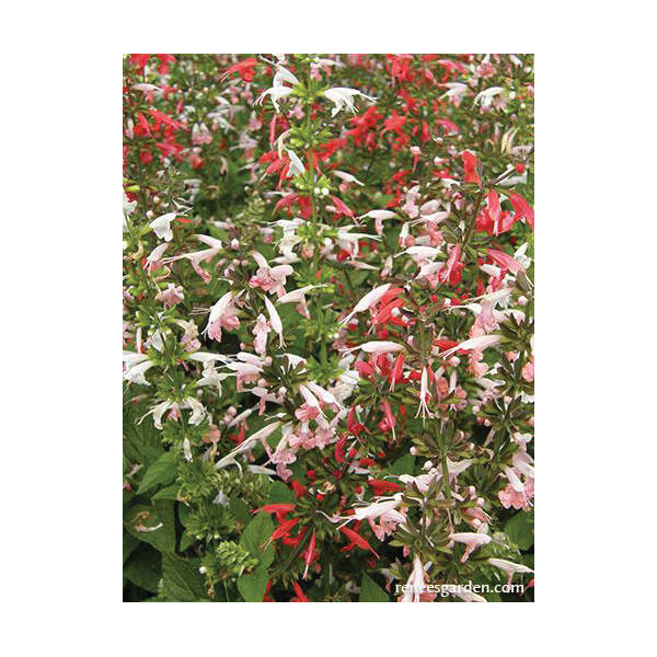 Renee's Garden 5438 Renee's Garden 5438 Flower Seed, Container