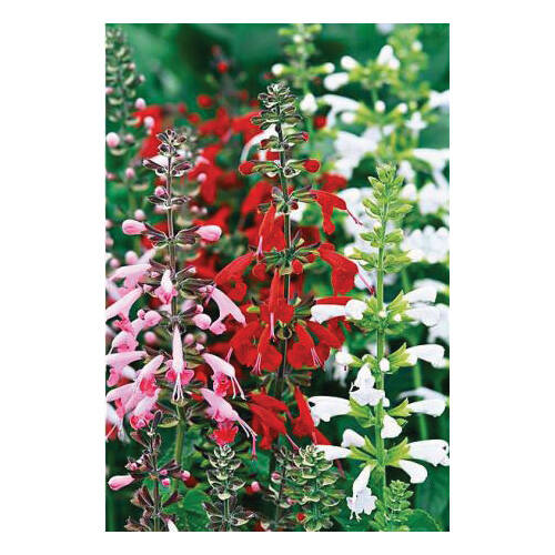 Renee's Garden 5438 Renee's Garden 5438 Flower Seed, Container