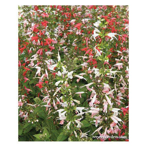 Renee's Garden 5438 Renee's Garden 5438 Flower Seed, Container