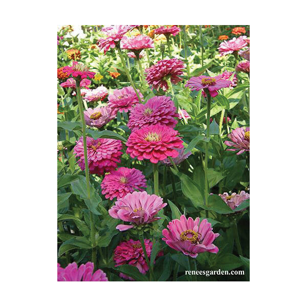 Renee's Garden 5952 Raspberry Sorbet Flower Seed 0.7-Gram Pack at