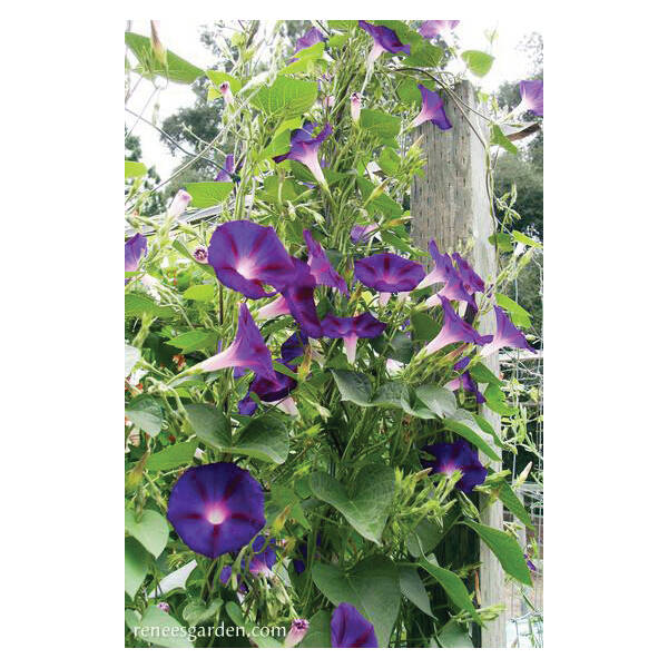 Renee's Garden 5094 Grandpa Ott's Flower Seed 1.6-Gram ...