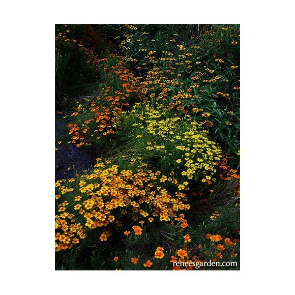 Renee's Garden 5150 Petite Marigolds Flower Seed 0.185Gram at Sutherlands