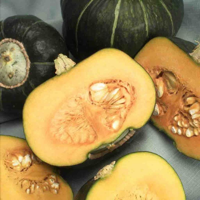 Plantation Products 44018 Squash Buttercup Heirloom Seed at Sutherlands