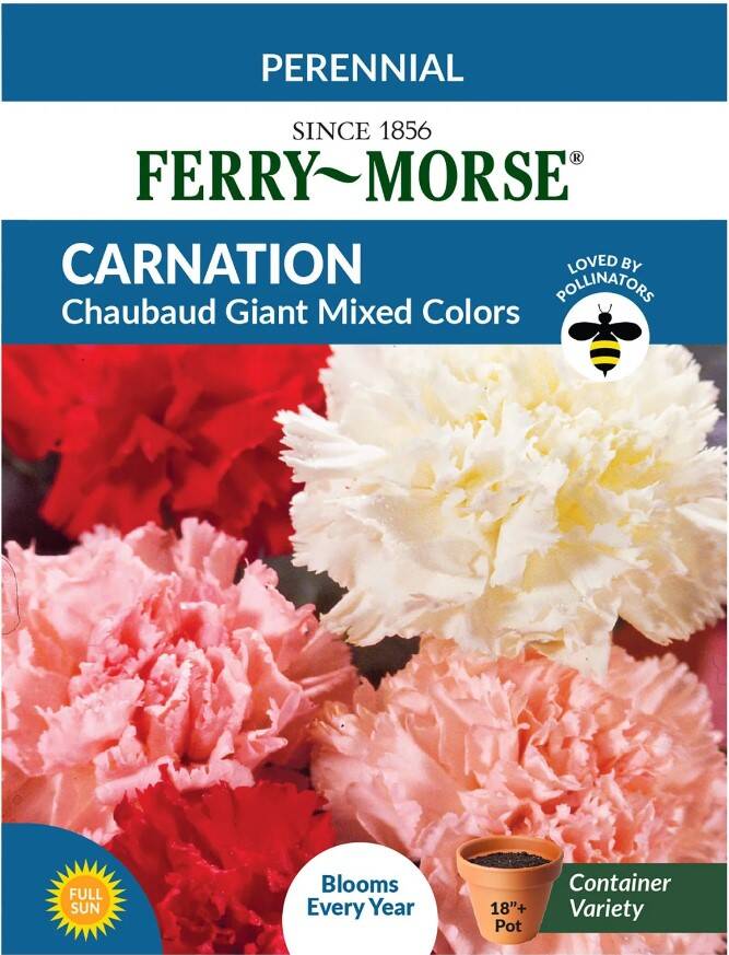 Carnation Chabaud Giant Mixed Colors