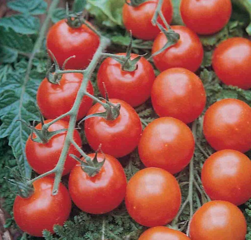 Ferry Morse Z8105 Tomato Supersweet 100 VF Hybrid at Sutherlands