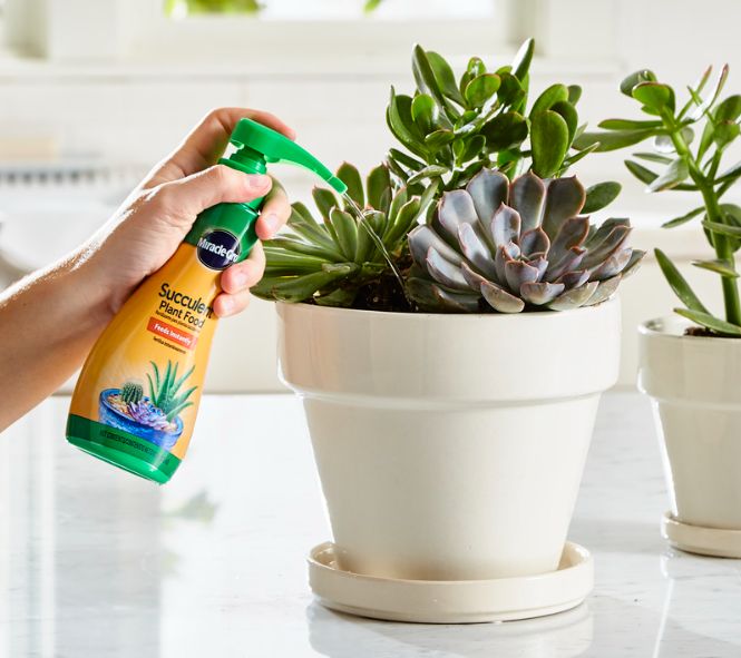 MiracleGro® 1000532 8Fl. Oz. Succulent Plant Food, 0.511 at Sutherlands