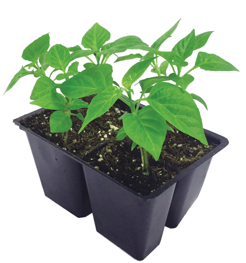 Sedan Floral 1204VG VEGETABLE GROWN SAFE 4PK at Sutherlands