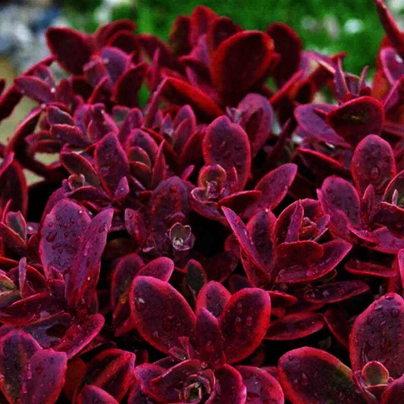 Greenleaf Nursery Company 8969.111.1 Sunsparkler Wildfire Sedum 1Dp at