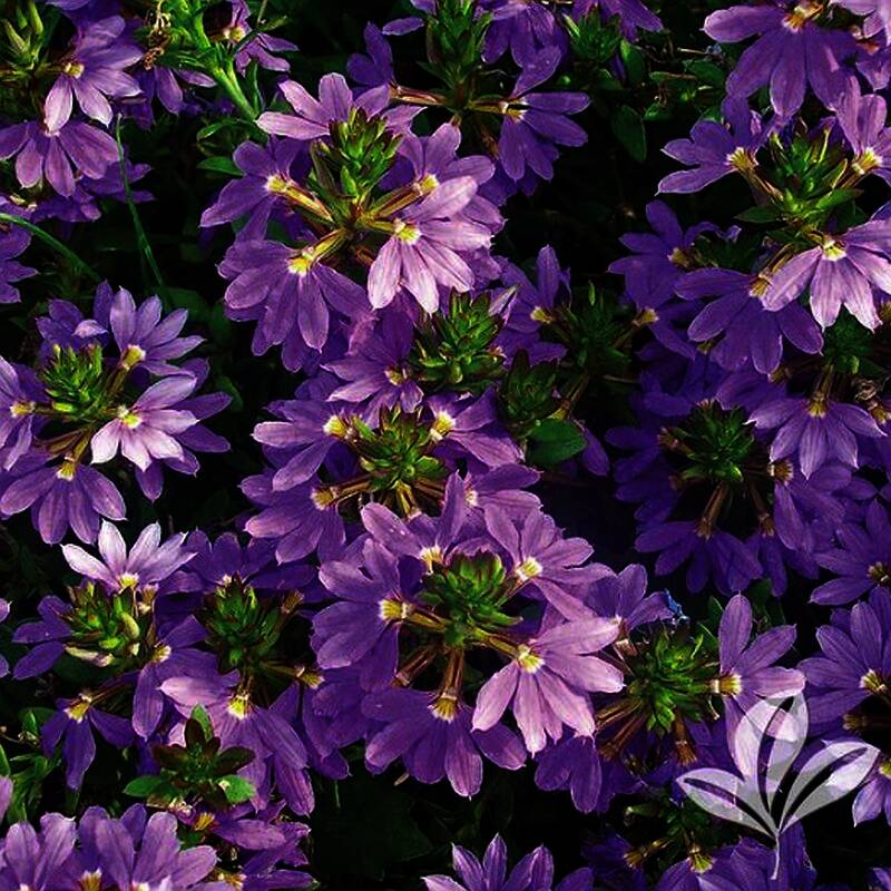 Greenleaf Nursery Company 6574.111.1 Bombay Dark Blue Fan Flower 1 at Sutherlands