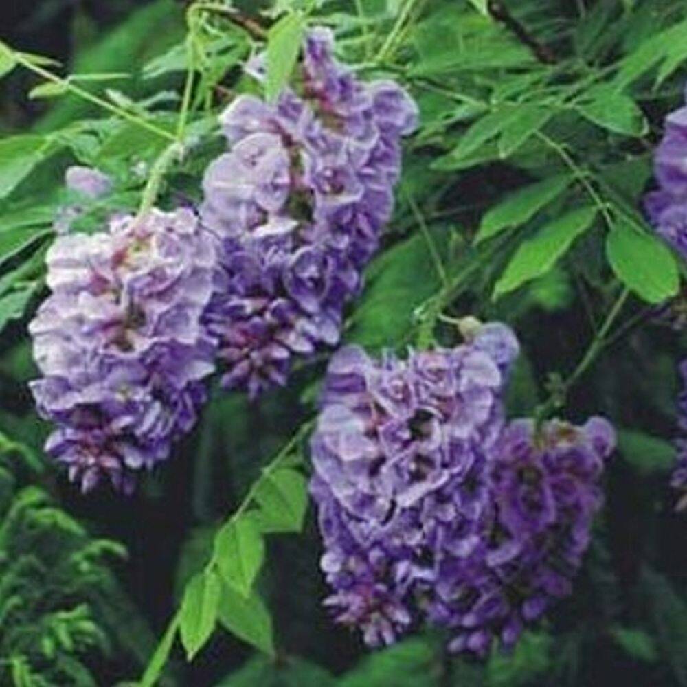 Greenleaf Nursery Company 0706.010.1 Amethyst Falls Wisteria Staked 1