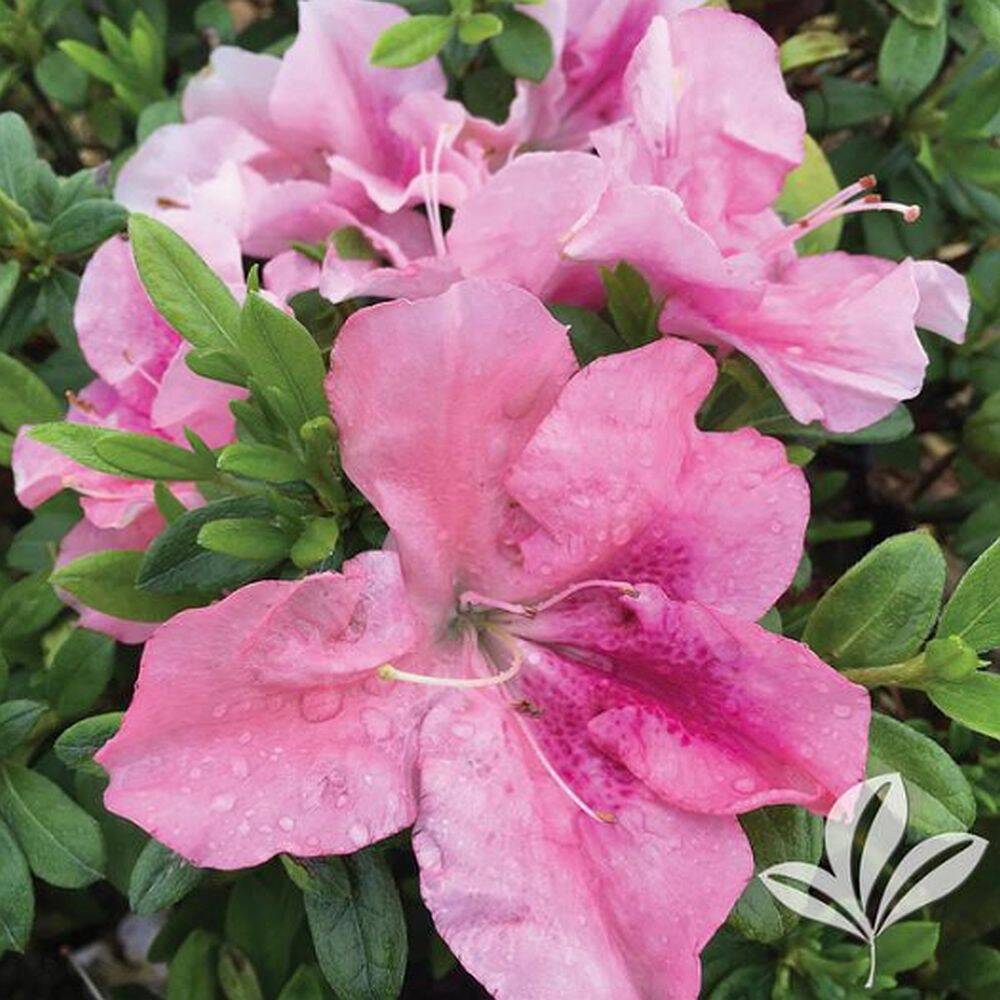 Greenleaf Nursery Company 5253.031.1 Blush Elegance Rebloom Azalea 3