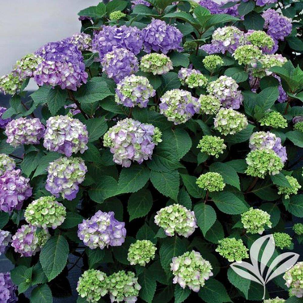 Greenleaf Nursery Company 5929.081.1 8Inch Endless Summer Bloomstruck Hydrangea at Sutherlands