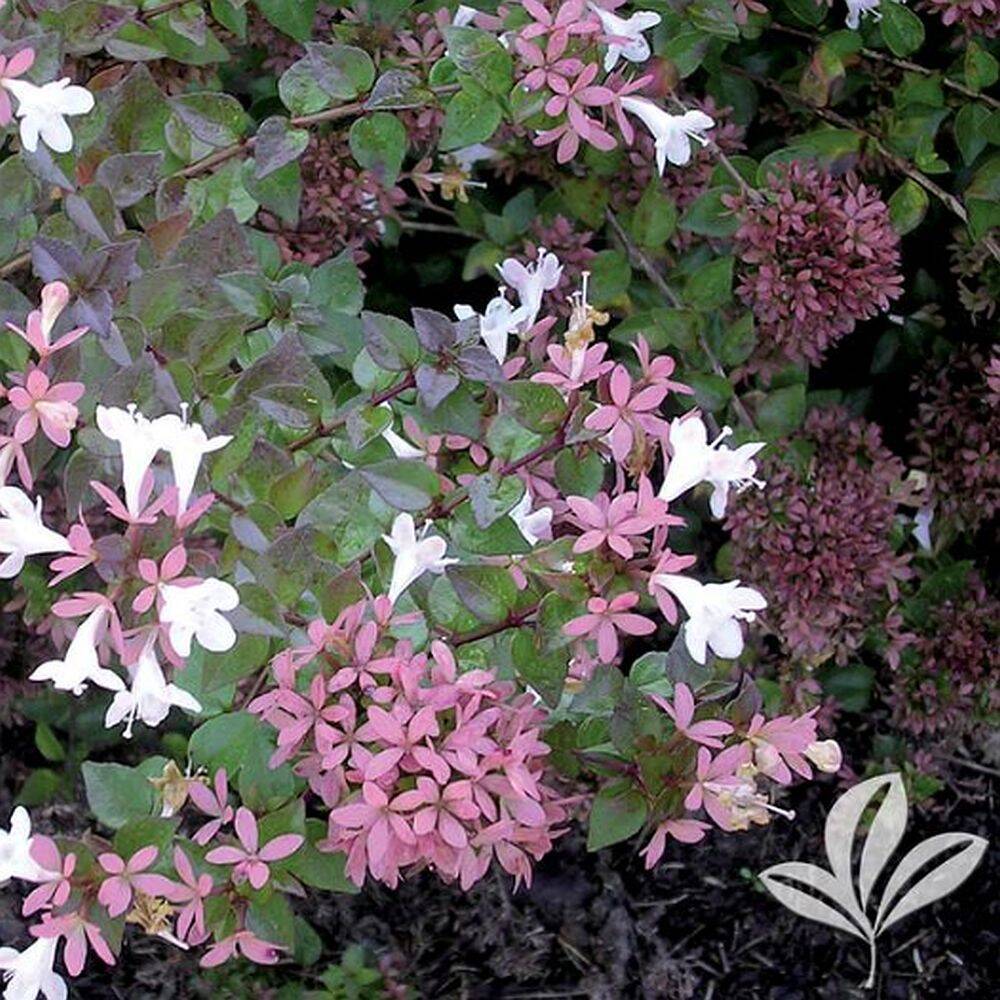 Abelia X Grandiflora 'Rose Creek': A Graceful Everblooming Accent