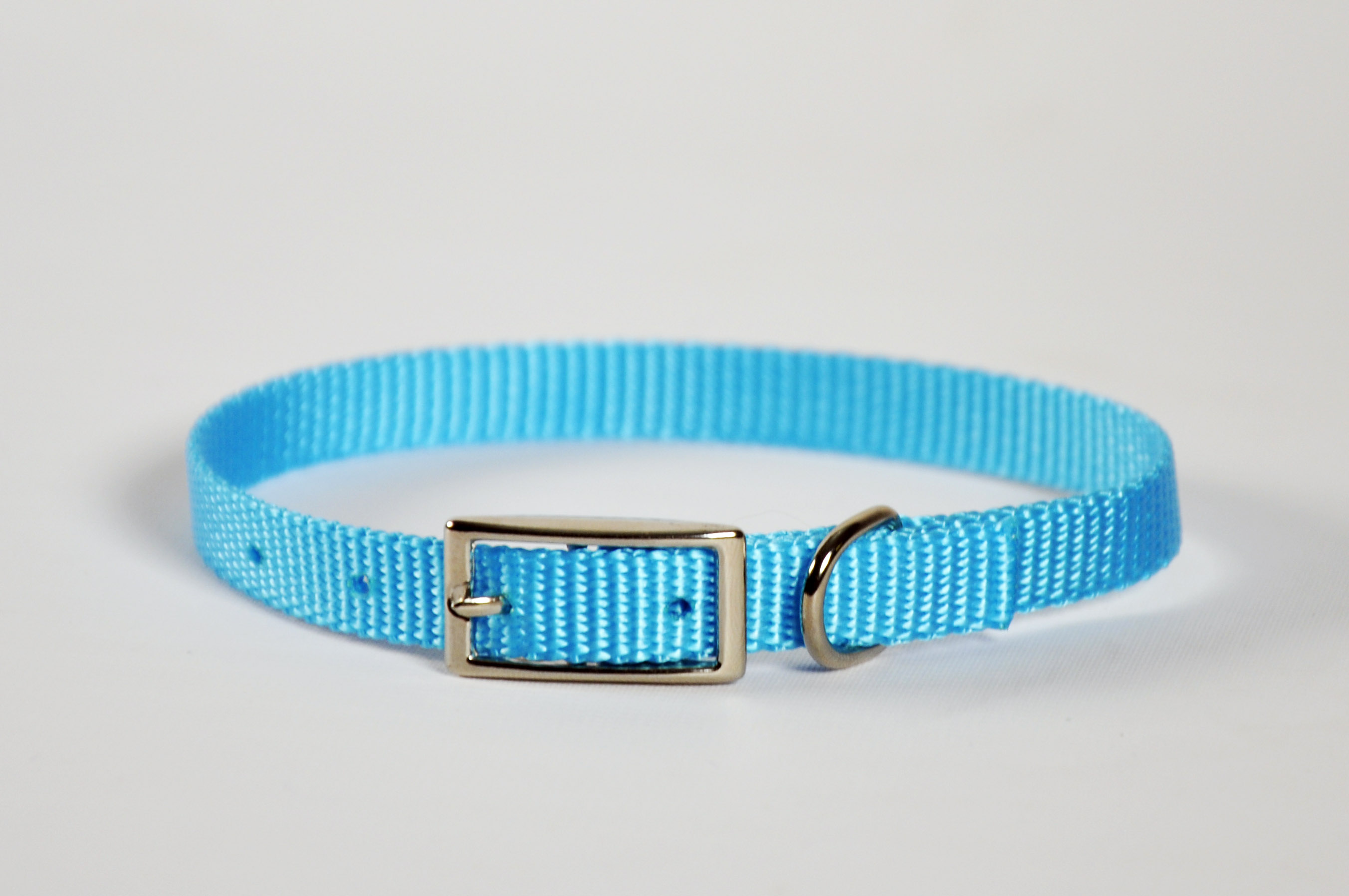 turquoise puppy collar