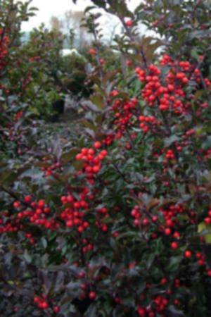 Van Essen Nursery ILXBLCO05G Ilex Meserveae Blue Princess/Prince Combo