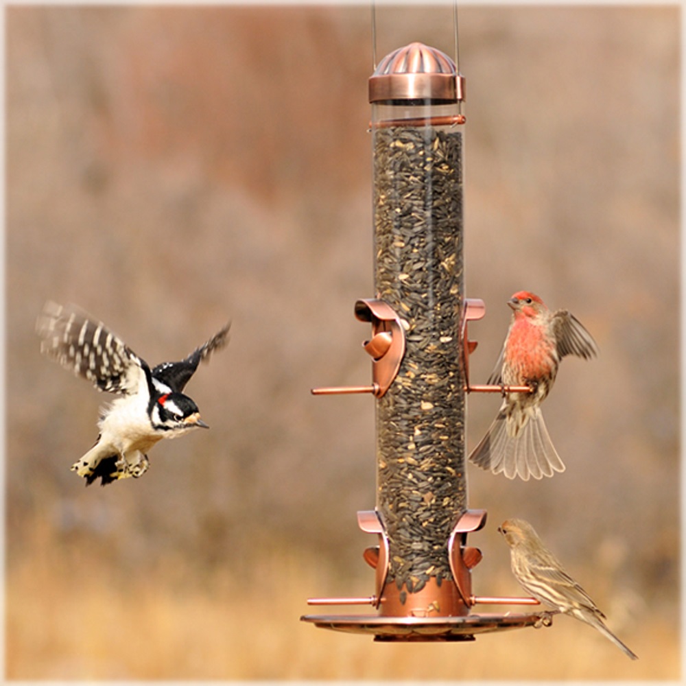 PerkyPet 3852 2In1 Wild Bird Feeder at Sutherlands