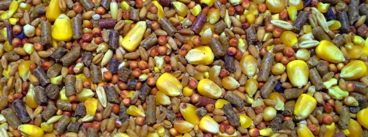 Bluebonnet Feeds 174024 50-Pound Super Stuff Premium Poultry Blend, 13%