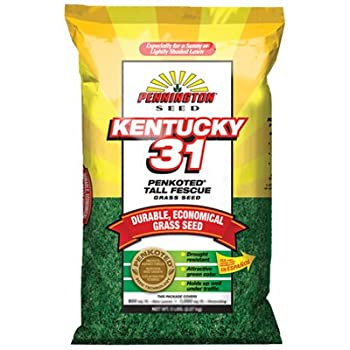 Tri Star Seed 25LB 25-Pound Kentucky 31 Tall Fescue Grass Seed at ...